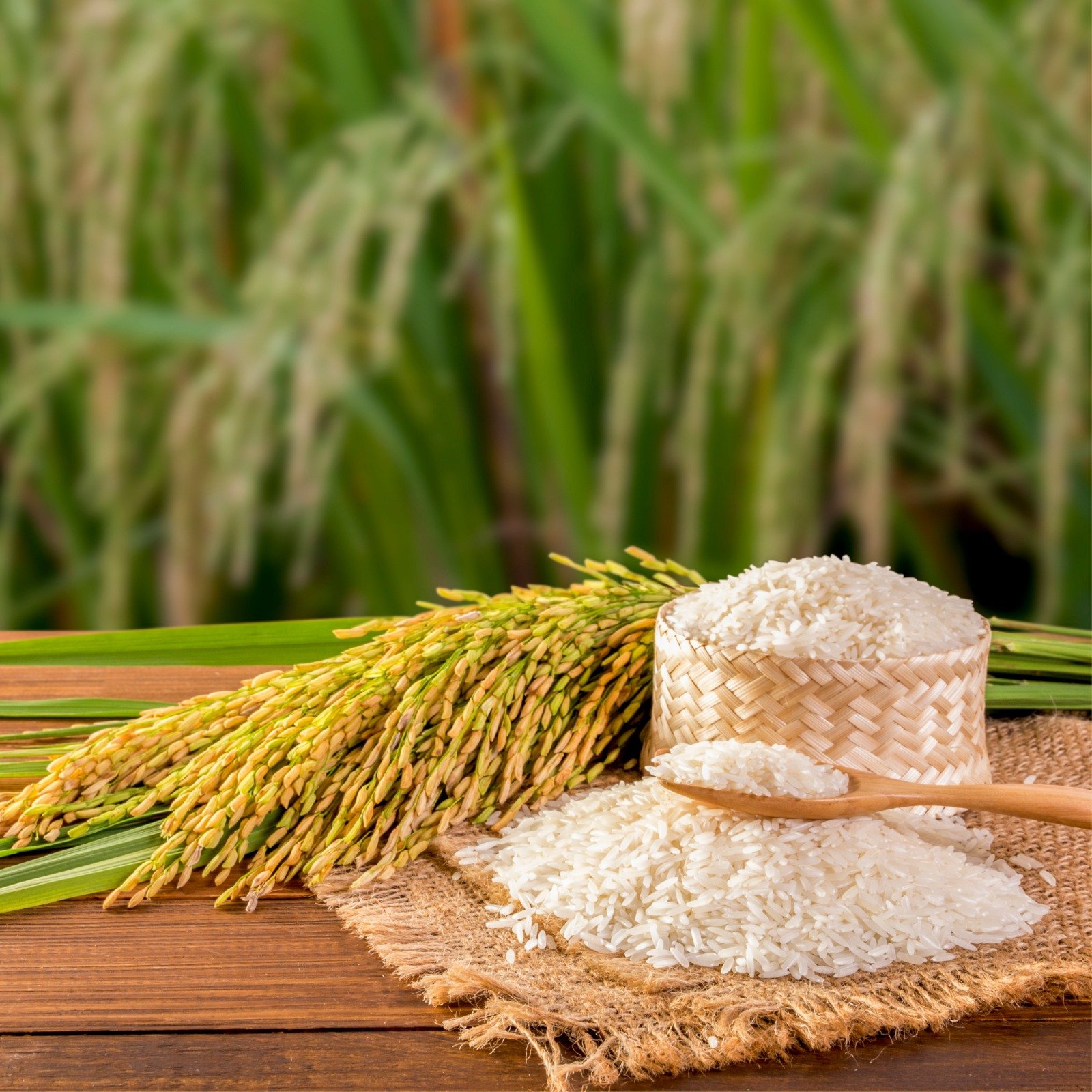 Rice-2
